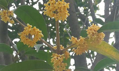 桂花種植土壤|桂花树栽培技术